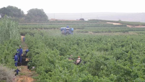 Grape harvesting Video stock 119300274