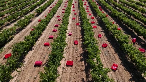 Grape Harvesting Stock Footage 331948367