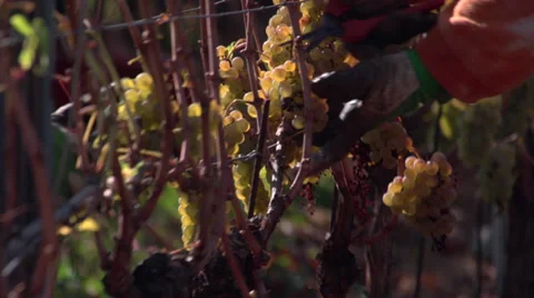 Grape harvesting in italy Stock Footage 34293034