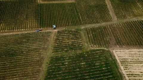 Grape harvesting machine, Aerial view of Wine country harvesting of grape with h Stock Footage 99400220