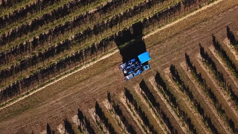 Grape harvesting machine, Aerial view of Wine country harvesting of grape with h Stock Footage 99769752