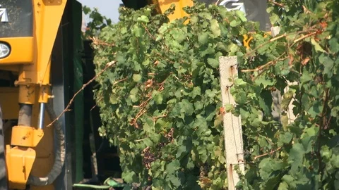Grape harvesting machine shaking the vines 库存影片 94160136