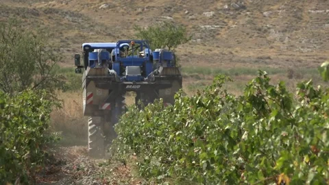Grape harvesting machine working in a vineyard - 457 Stock Footage 311019609