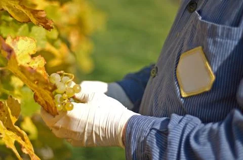Grape harvesting Stock Photos