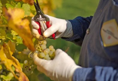 Grape harvesting Stock Photos