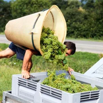Grape harvesting Stock Photos