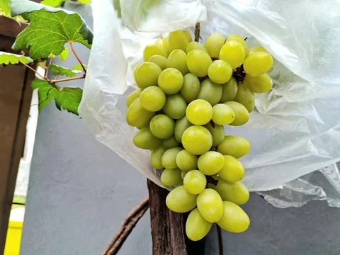 Grape Harvesting Stock Photos