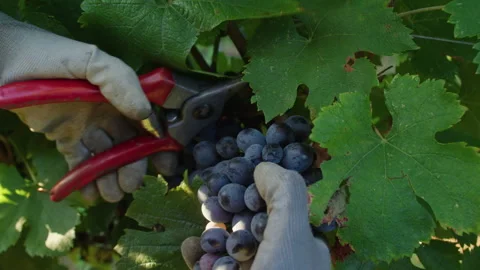 Grape harvesting process at a vineyard in sunny weather during autumn Stock Footage 321407507