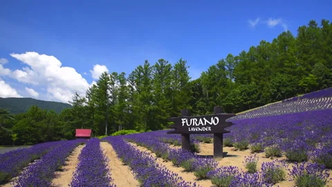 Grape Hill Park Lavender Video stock 332254016