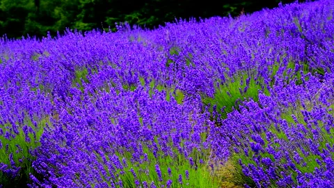 Grape Hill Park Lavender Video stock 332254472