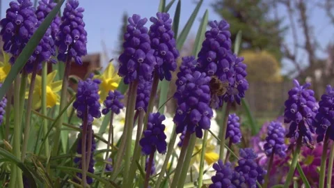 Grape hyacinth with bee in springtime (slide) Stock Footage 267076553