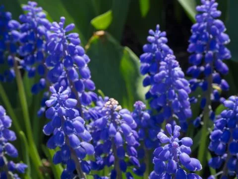 Grape Hyacinth in bloom Stock Photos
