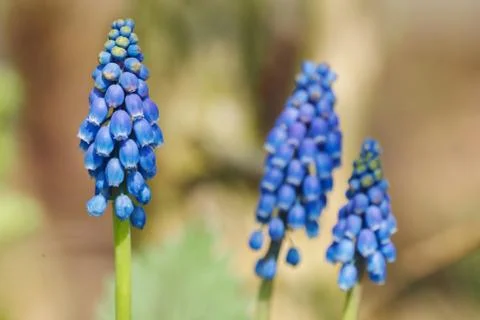 Grape hyacinth close-up Stock Photos