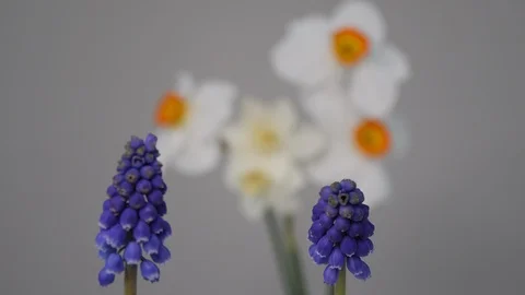 Grape hyacinth to daffodil rack focus3 4K Video stock 128322784