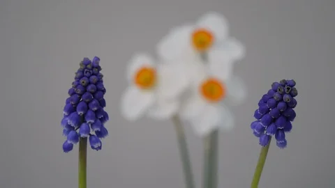 Grape hyacinth to daffodils rack focus1 4K Видео 128322640