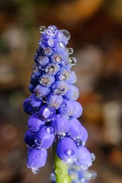 Grape Hyacinth Flower Buds Covered in Raindrops Macro Stock Photos