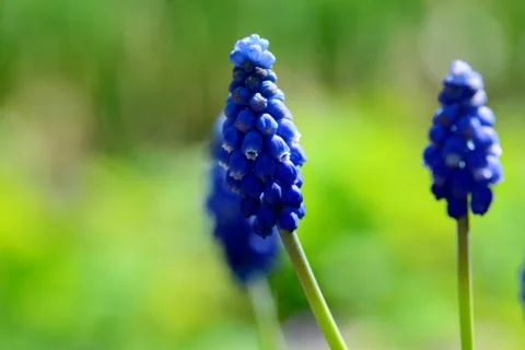 Grape Hyacinth flower Stock Photos