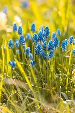 Grape hyacinth flowers close up. Foto stock