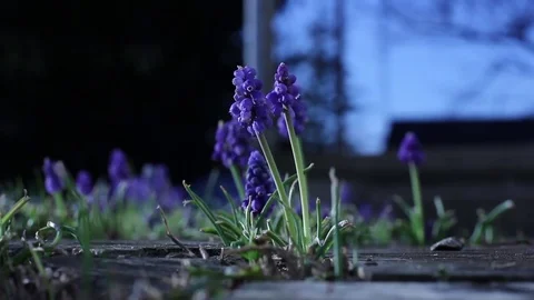 Grape Hyacinth Flowers Loop 1080p Stock Footage 77741331