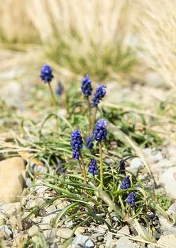 Grape hyacinth flowers Stock Photos