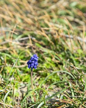Grape hyacinth flowers Stock Photos