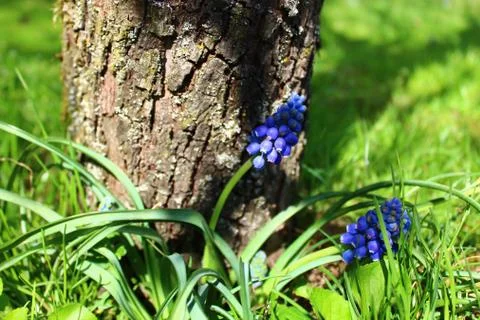 Grape hyacinth in the garden Stock Photos