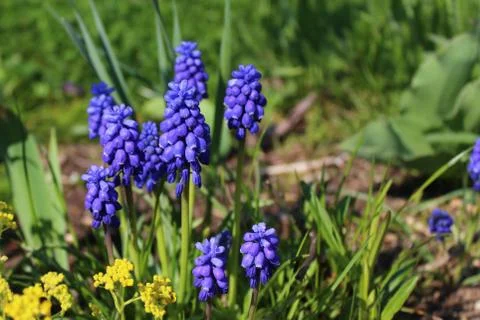 Grape hyacinth in the garden Stock Photos
