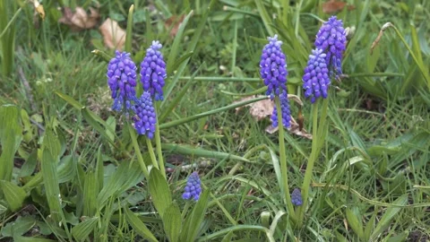 Grape hyacinth on grass blowing in the wind Stock Footage 270325166