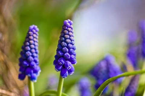 Grape hyacinth in the grass Stock Photos