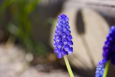 Grape hyacinth in the grass Stock Photos