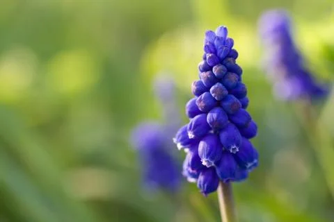 Grape hyacinth in the grass Stock Photos