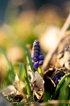 Grape Hyacinth with Light and Shadow Stock Photos