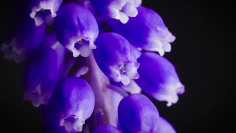 Grape Hyacinth Macro, spinning Stock Footage 260464148