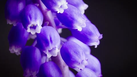 Grape Hyacinth Macro, spinning Stock Footage 260464164