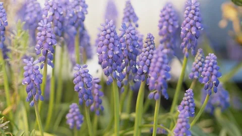 Grape hyacinth moving slowly in a light breeze Stock Footage 106586958
