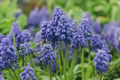Grape hyacinth, muscari blue-purple with rain and dew drops in the grass in t Stock Photos