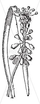 Grape Hyacinth or Muscari sp., vintage engraving Stock Illustration