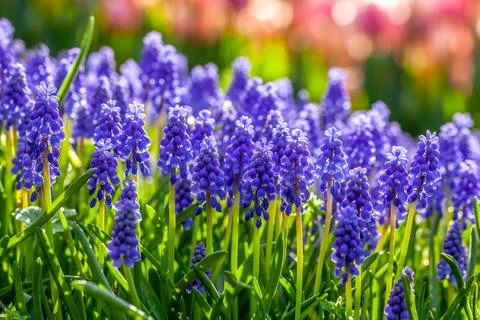 Grape Hyacinth in park Stock Photos