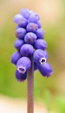 Grape hyacinth Fotos Stock
