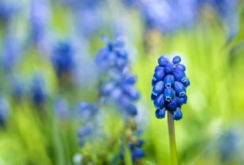 Grape hyacinth Stock Photos