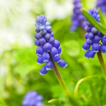 Grape hyacinth Stock Photos