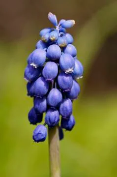 Grape hyacinth Stock Photos