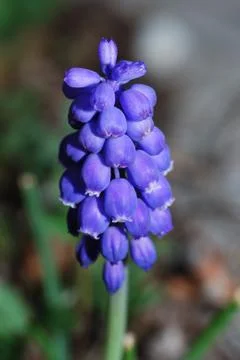 Grape hyacinth Foto stock