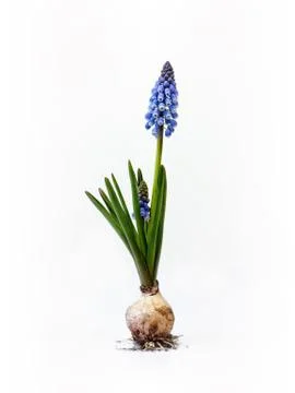 Grape hyacinth 스톡 사진