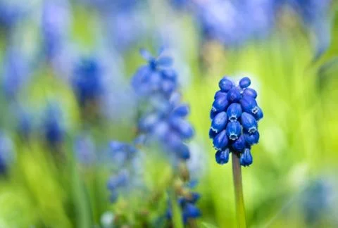 Grape Hyacinth Stock Photos