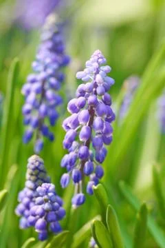 Grape hyacinth Foto stock