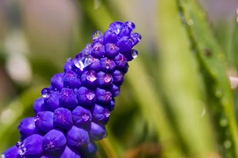 Grape hyacinth Stock Photos