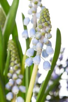 Grape hyacinth Foto stock
