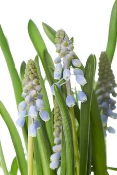 Grape hyacinth Foto stock