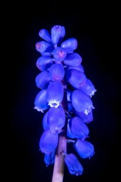 Grape hyacinth 스톡 사진